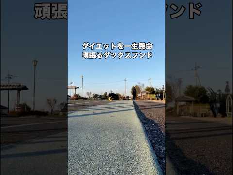 ダイエットを健気に頑張るダックスフンド ダックスフンド ミニチュアダックスフンド ダックス shorts サムネイル