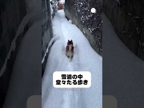 この歩き方…雪道でもお尻フリフリの柴犬　　柴犬　犬　犬のいる暮らし かわいい犬 面白い サムネイル