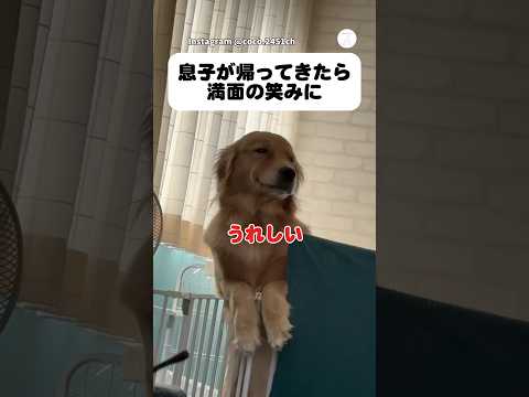 息子の帰宅に満面の笑みになるゴールデン 犬 ゴールデンレトリバー 犬のいる暮らし かわいい犬　大型犬 サムネイル