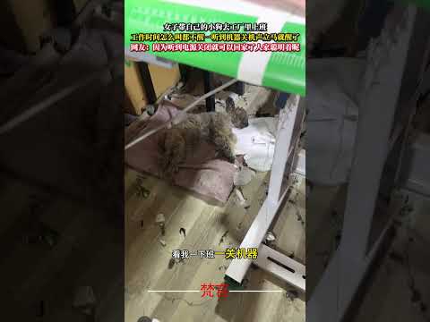 女子帶自己的小狗去工廠上班 工作時間怎麼叫都不醒一聽到機器關機聲立刻就醒了 狗狗 萌寵 意外 有趣 可愛 dog pe…