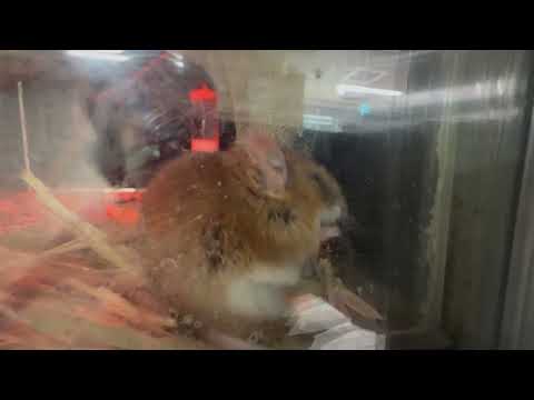 ヒメネズミ　上野動物園にて　2026年2月6日 サムネイル