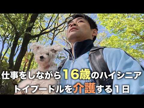天国に旅立つ１週間前…働きながら16歳のトイプードルを介護する38歳の１日 サムネイル