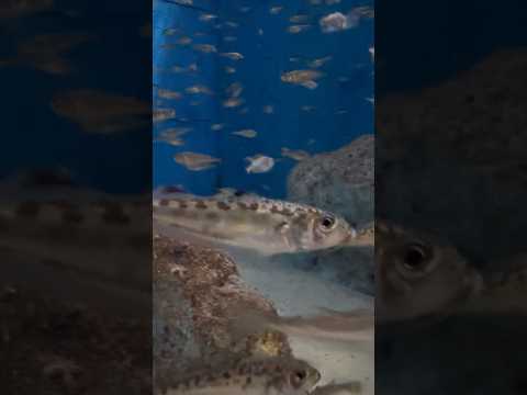 shorts まだチビッコのハタハタ 男鹿水族館GAOにて 2026年5月22日