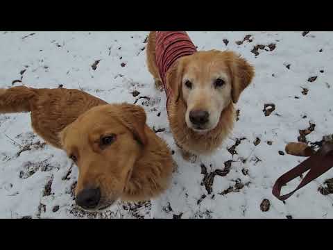 少ない雪でも楽しく遊べるゴールデンレトリバーの親子 サムネイル