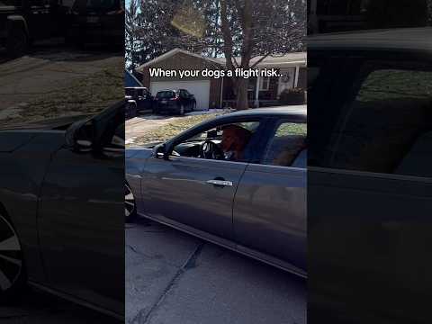 Where would your dog go? サムネイル