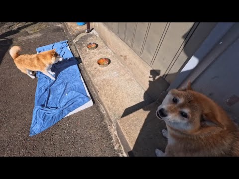 2026年1月13日(火) 大人しくお風呂できましたで賞🍖🍖 サムネイル