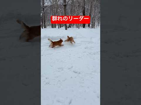 圧倒的な存在感shorts goldenretriever ゴールデンレトリバー グレートピレニーズ サムネイル