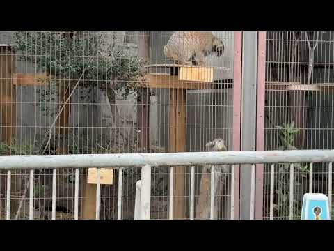 いちおう〜全3頭😅　エルくんとミーニャちゃんの息子たち　マヌルネコ　東山動植物園にて　2026年3月13日 サムネイル