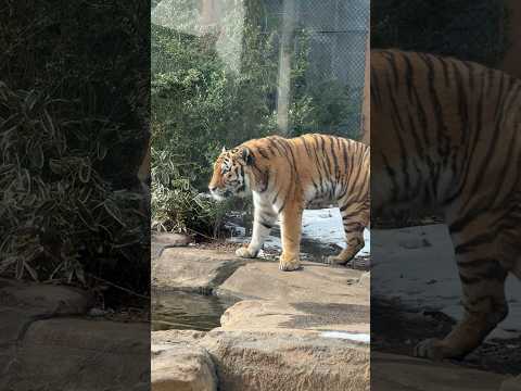 shorts 令くんお待ちかね！トラトーク後のオニク時間　アムールトラ　那須どうぶつ王国にて　2026年1月11日 サムネイル