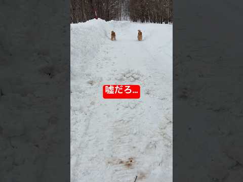 今でも現実を受け入れられないshorts ゴールデンレトリバー グレートピレニーズ イタズラ 犬 goldenretr… サムネイル