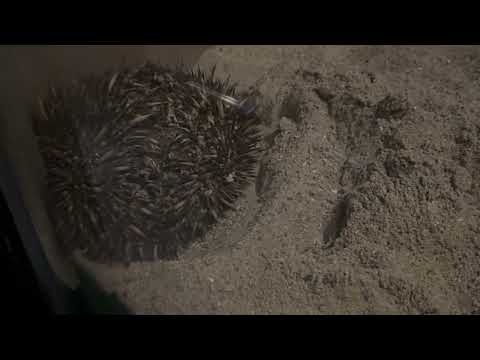 ハリモグラ　東山動植物園にて　2026年3月14日 サムネイル