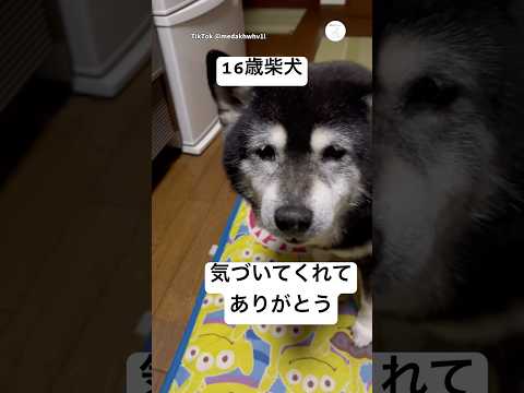 16歳柴犬。年を重ねても、たくさんご飯を食べる姿に癒される。　柴犬　黒柴　犬　かわいい　犬のいる暮らし サムネイル