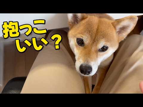 【抱っこいい？】股の間から愛犬に抱っこをせがまれたら断れない　柴犬小夏　ASMR鶏肉ご飯