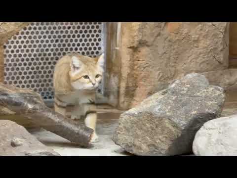 アルドくん　スナネコ　那須どうぶつ王国にて　2026年1月30日