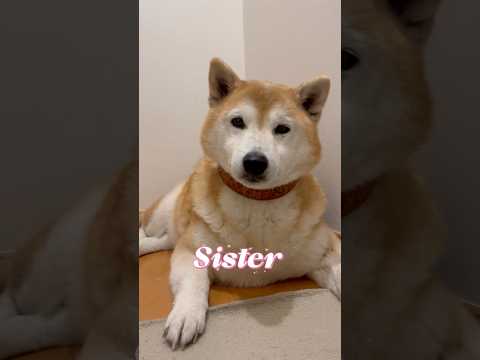 柴犬福 姉と兄とで反応の差が酷い柴犬🤣Sis,Bro and Shiba🤣姉と柴 兄と柴 柴犬 japanesedog… サムネイル