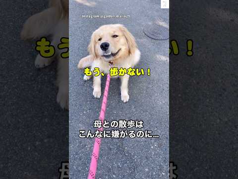 母との散歩はこんなに嫌がるのに…😂　ゴールデンレトリバー  大型犬　犬　かわいい犬 犬のいる暮らし サムネイル