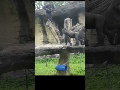 jumping stumps.little gorilla Ringo 4y11m old. shorts R跳木樁.…