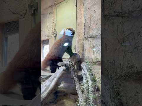 shorts グミちゃんモナカちゃん親子が待っているのは飼育員さん？☺️ レッサーパンダ　那須どうぶつ王国にて　202… サムネイル