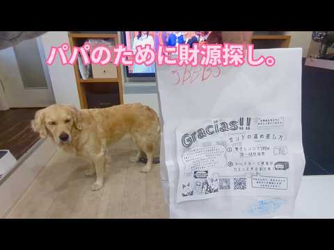 無職パパのために金目の物をここ掘れわんわん。ゴールデンレトリバーティト サムネイル