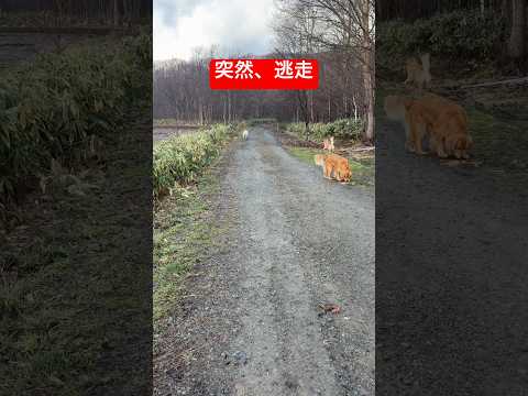 逃走した子犬、全員出動で確保 サムネイル