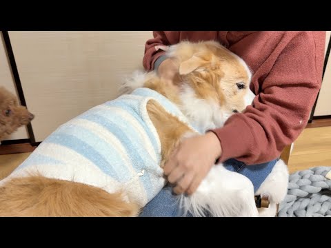 【犬と田舎暮らし】初めてのお留守番、不安で泣き出してしまいました...【ボーダーコリー・ゴールデンレトリバー】 サムネイル