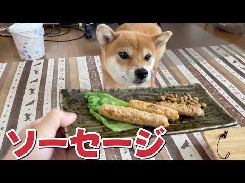 お初のソーセージお気に召しますでしょうか　柴犬小夏　ASMR サムネイル