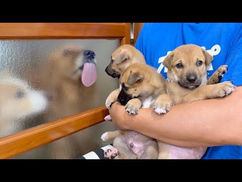 行き場を失った子犬…たらい回しの末、我が家で預かることになった理由...【ゴールデンレトリバー・ボーダーコリー】