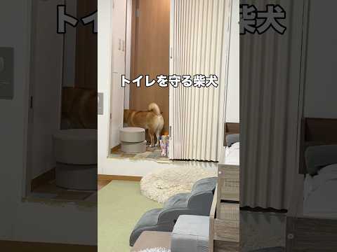 守るフリして覗き🫣　柴犬 サムネイル