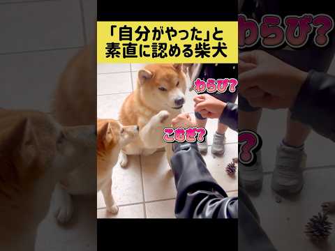 「自分がやった」と素直に認める柴犬 柴犬 shibainu shorts サムネイル