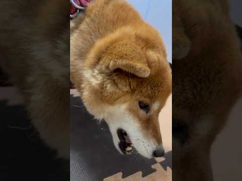 ’26.5.21 力丸の食べっぷり… 柴犬 shibainu 車中泊犬 食べる犬 力丸 サムネイル