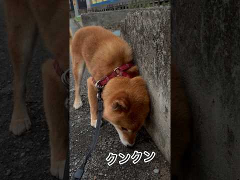 ’26.8.23 力丸の夕散歩… 柴犬 柴犬のいる暮らし shibainu 柴犬の日常 お散歩 クン活 力丸