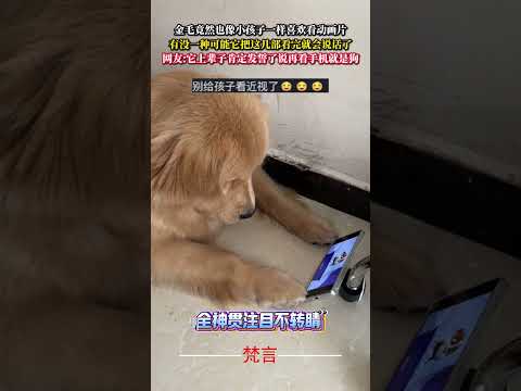 金毛竟然也像小孩一樣喜歡看動畫片 有沒一種可能它把這幾部看完就會說話了 狗狗 金毛 意外 有趣 萬萬沒想到 萌寵 do… サムネイル