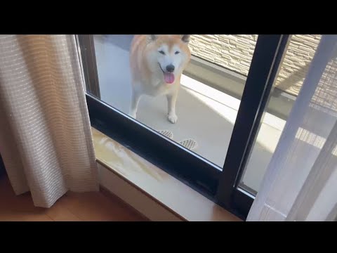 柴犬福 天サロ後、母に絡まれる柴犬🤣Coming Shiba🤣 サムネイル