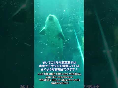 【旭山動物園】あざらし館🌊[Asahiyama Zoo] Seal Museum　shorts サムネイル