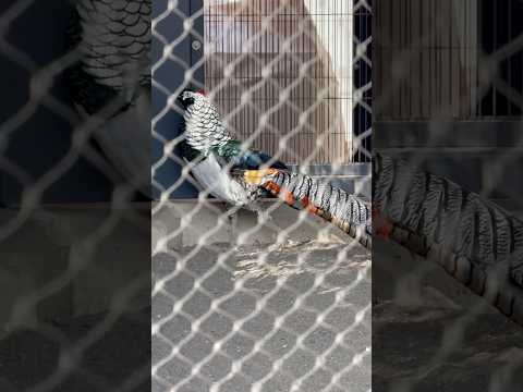 shorts ステンドグラスの様✨　ギンケイ　上野動物園にて　2026年2月6日 サムネイル