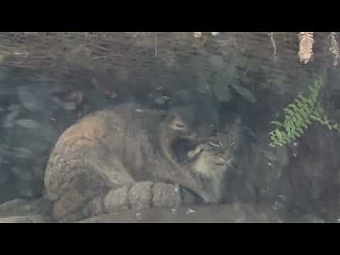 オトちゃん　マヌルネコ　神戸どうぶつ王国にて　2025年12月29日 サムネイル