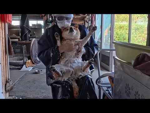 年末スペシャル 末っ子ちゃんのお風呂を最初から最後まで【ノーカット/フルサイズ】 サムネイル