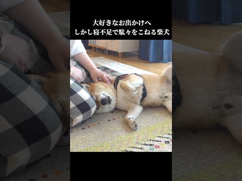 柴犬は眠くて動きたくない⁉️駄々こねる様子が可愛すぎる shibainu 犬のいる暮らし 拒否犬 サムネイル