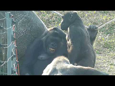 Happy Mother's Day to beautiful Iriki 😍祝金剛猩猩Iriki母親節快樂! | D…