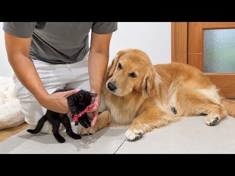 飼い主が子猫を触ろうとするとママ犬の厳しいチェックが入ります...【ゴールデンレトリバー・ボーダーコリー】