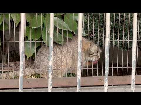 少し小柄なキミは〜　マヌルネコのこども　東山動植物園にて　2025年12月15日 サムネイル
