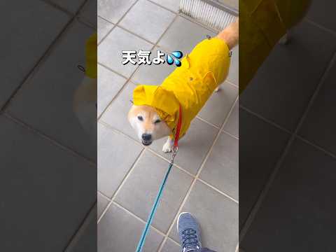 雨の日散歩は嫌だよね😓柴犬 shibainu shorts サムネイル