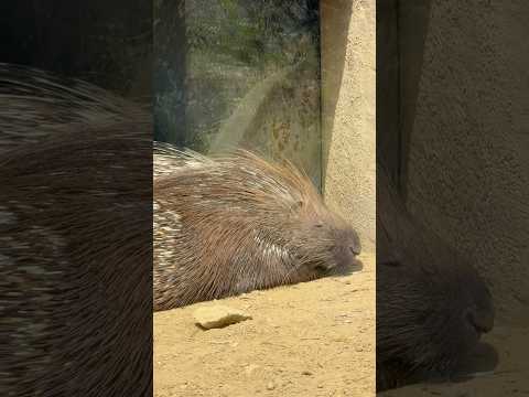 shorts 順番はわからないケドホルンさんとモクくんレンくん親子　アフリカタテガミヤマアラシ　千葉市動物公園にて　2… サムネイル