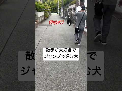 ジャンプしながら散歩する犬　ボーダーコリー 犬　いぬ　かわいい犬 散歩