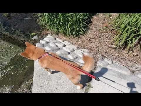 【不思議】川に飛び込もうとするのはなぜでしょう？？柴犬小夏 サムネイル