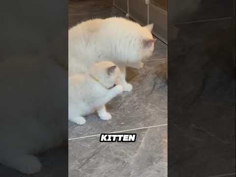Kitten imitates mother cat in the cutest way 😂❤️ サムネイル
