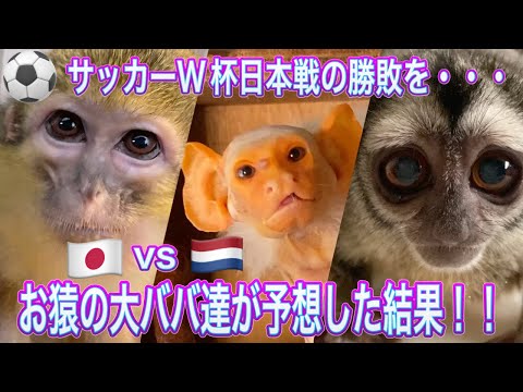 サッカーW杯  日本vsオランダの勝敗をお猿の大ババ達に予想してもらいました！ サムネイル