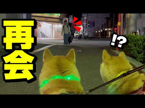 1日ぶりに兄と再会したら過去１甘えん坊の柴犬姉妹が可愛い サムネイル