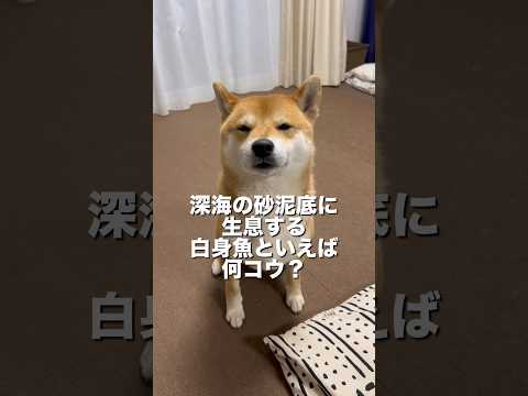 柴犬とん君「アン」コウを答えることができるのか！？　柴犬　柴犬とん サムネイル