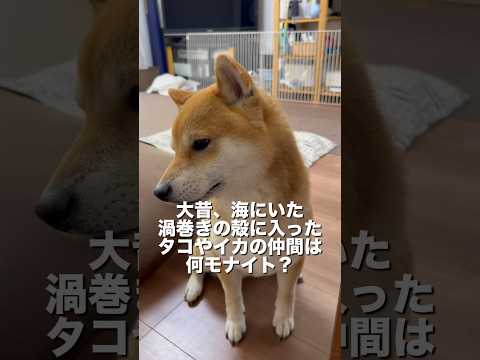 柴犬とん君「アン」モナイトが分かるかなぁ？　柴犬　柴犬とん